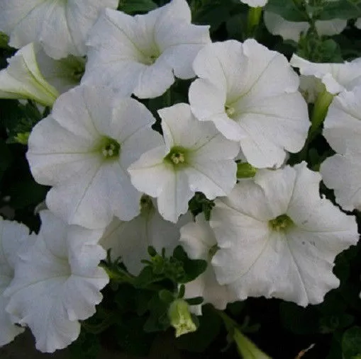 Easy Wave White Wave Petunia Seed 25 Pelleted Seeds - $18.87