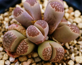 100 Seeds Lithops Marmorata Sb153 Exotic Living Stone Rock Succulent Cacti Seed - $33.98