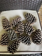 Lot of 10 Pine Cones 4-5&quot; North Carolina Natural Home Decor Crafts - £13.93 GBP