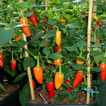 25 Santa Fe Grande Pepper Seeds Fresh Gardening USA Seller - £4.35 GBP