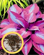 Hosta Seeds. Hosta Fragrant Plantain Lily Perennial Flower for Home Garden - £8.08 GBP