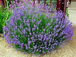 300+True English Lavender Seed Organic Herb Oils Fragrance Fresh Dried R... - £7.40 GBP