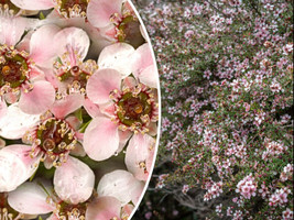 HGBO 100 Seeds Manuka Tea Tree Seeds Medicinal Honey &amp; Tea Shrub Pink Flowers Sh - £6.75 GBP