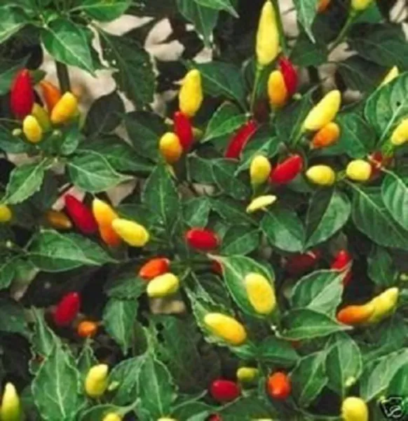 50 Tabasco Pepper Hot Red Capsicum Fruitescens Vegetable Seeds Fresh - £7.84 GBP