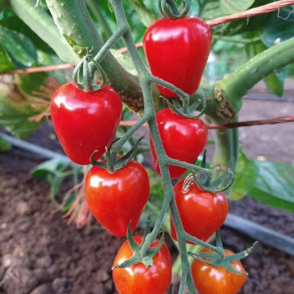 KS Tomato Cherry Pink Grape Heirloom Organic Non Gmo Planting 200 Seeds  - $198.97 MXN