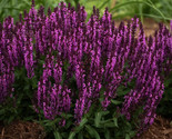 50 Bumbleberry Salvia Seeds Flower Seed Perennial Flowers Fresh Gardening - $9.58