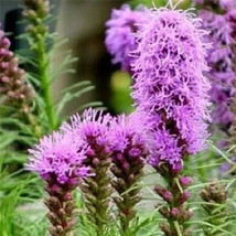 500 Purple Blazing Star Gayfeather Liatris Spicata Flower Seeds Fresh - £14.14 GBP