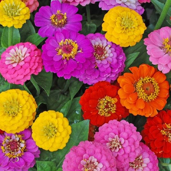 Lilliput Zinnia Mix Seeds Fresh Garden Seeds Fresh Seeds - $3.00