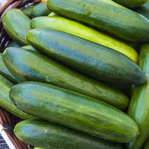 25 Seeds Sugar Crunch Cucumber Planting Edible Food Easy To Grow Gardeni... - $8.82