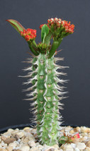 Euphorbia Viguieri ANTSALOVENSIS exotic flowering madagascar rare seed 10 seeds - £7.41 GBP