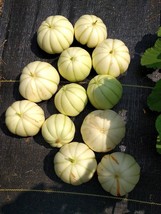 Chrysanthemum Melon Seeds Delicious White Sweet Fruit Garden USA Shipping - £11.05 GBP