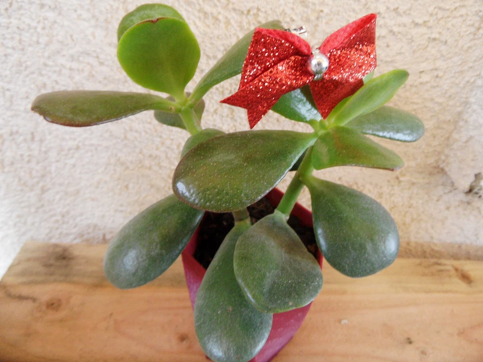 Crassula Ovata JADE 6&quot;+ live in 3D printed Rooted Planter Pot Money Plan... - $23.45