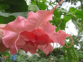 10 Ahavah Angel Trumpet Seeds Flowers Seed Brugmansia Datura 622 ER - £6.46 GBP