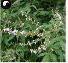 Buy Vitex Negundo Tree Semente 100 seeds Shrub Tree Stem Jing Tiao - £8.39 GBP