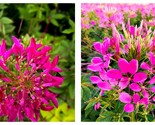 400 Seeds CHERRY QUEEN CLEOME Spinosa Hassleriana Carmine Rose Flower - £21.18 GBP