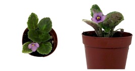Live Plant - 2&quot; Pot - Miniature African Violet - Great for Terrariums - £27.37 GBP