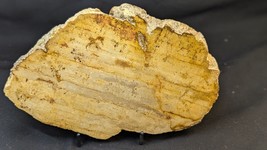 Petrified Wood Large Decorative Crystal Slice ≥8.0&quot; &amp; over 19.0 oz (Item... - $726.45 MXN