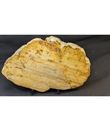 Petrified Wood Large Decorative Crystal Slice ≥8.0&quot; &amp; over 19.0 oz (Item... - $55.68 CAD