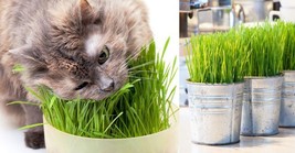 100+ Cat Grass Seeds Cat Wheat Grass Indoor Plant Garden Kitty Meow - £14.99 GBP