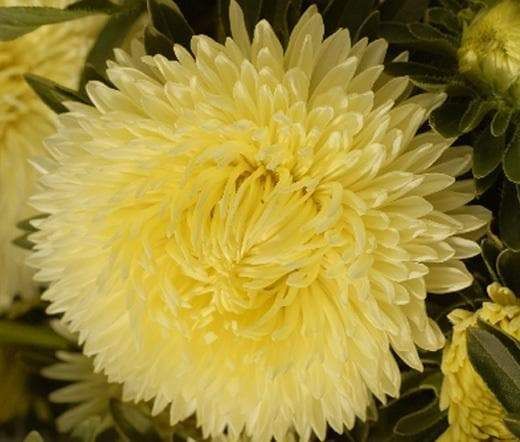Aster (Callistephus Tall Paeony Duchess) Yellow 50 Flower Seeds