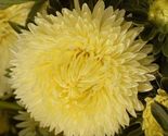 Aster (Callistephus Tall Paeony Duchess) Yellow 50 Flower Seeds - $7.98