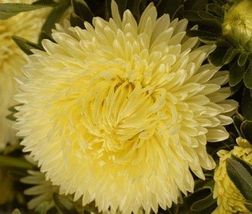 Aster (Callistephus Tall Paeony Duchess) Yellow 50 Flower Seeds - $7.98