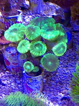 Live kryptonite candy cane coral frag DOUBLE  head  - £11.98 GBP