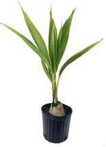 BStore 24&quot;&quot; Tall Sprouted Cocos Nucifera Green Coconut Plant Palm Tree (One) - £116.76 GBP