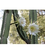 Cereus Night Blooming Cactus Live Plant 7&quot; - $23.00