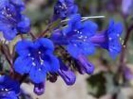  1000+ California Bluebell Campanula Seeds Flower USA SELLER  ANNUAL - £6.95 GBP