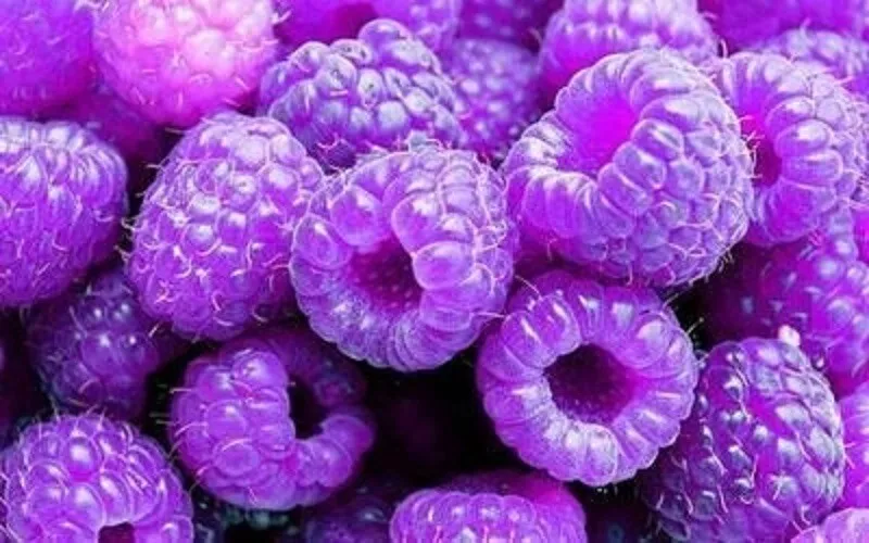 TISS 100 Purple Raspberry Berries Raspberries Fresh Fruit Healthy Garden Seed - $8.99