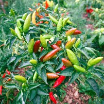 Organic Serrano Hot Pepper Seeds (5 Count) - Heirloom Chili Seeds for Planting,  - £5.09 GBP