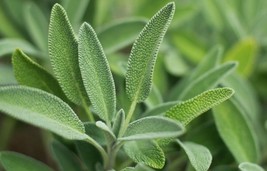 BPA Sage Herb Seeds 100 Broadleaf Common Shrub Bush Culinary Aroma From US - £7.02 GBP