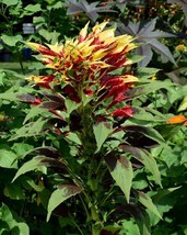 Flaming Fountain Flower 600 Red Yellow Amaranthus Seeds Amaranthus Flowe... - $79.21 MXN