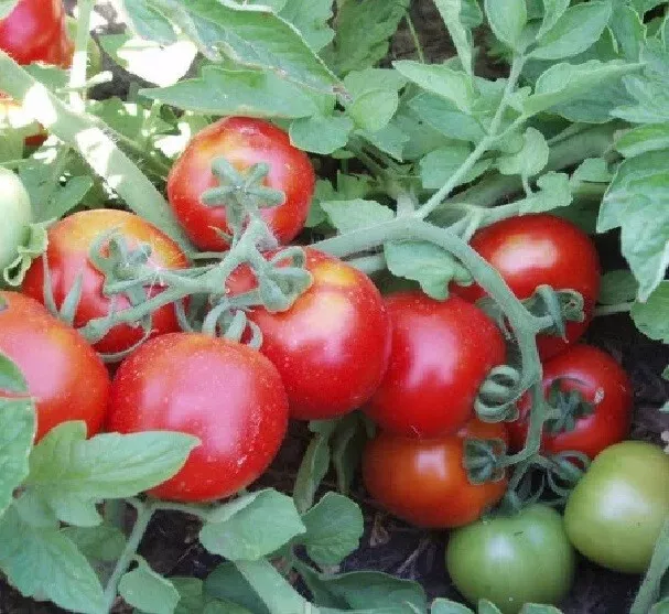 50 Seeds Shasta Tomato Vegetable Garden - $9.76