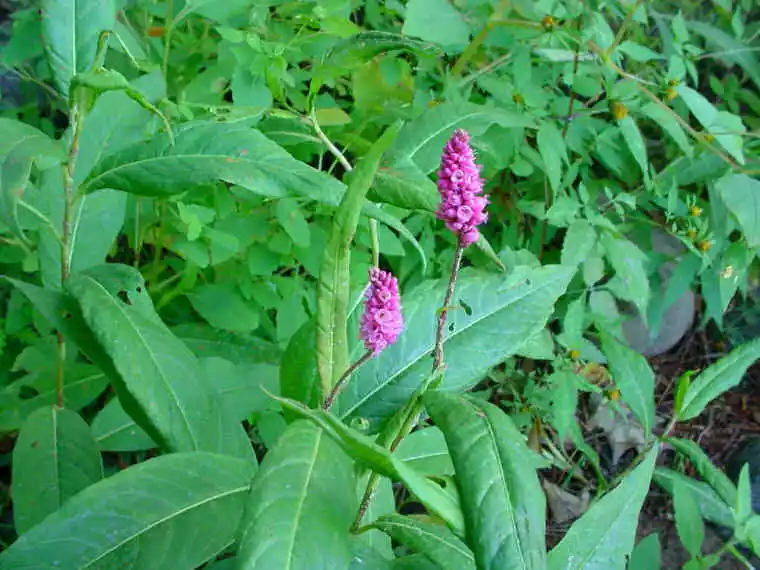 Bareroot | Polygonum amphibium | Water Smartweed | Fresh Collected | Native - $26.35 CAD