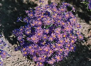 Brachycome Splendor Purple 5,000 seeds - £32.69 GBP