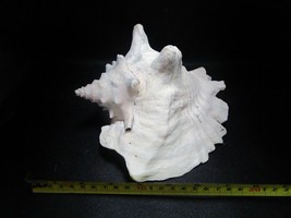 Nautical marine Shell 7 x 7&quot; aquarium shell decor - £115.45 GBP
