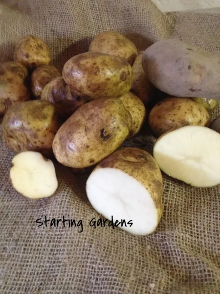 Seed Potato White Kennebec (5 Lbs.) Certified Seed White Seed Potatoes Garden - $45.98