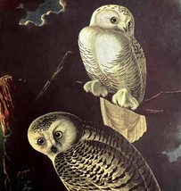 Snowy Owl 1950 Lithograph Art Print Audubon Bird First Edition DWU14D - £23.52 GBP