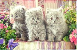 Castorland Three Grey Kittens 300 pc Jigsaw Puzzle  - £11.67 GBP