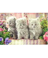 Castorland Three Grey Kittens 300 pc Jigsaw Puzzle  - £11.83 GBP