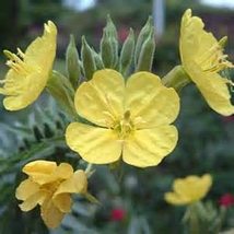 Evening Primrose 200+ Seeds Newly Harvested, Beautiful Yellow Flowers - £4.78 GBP