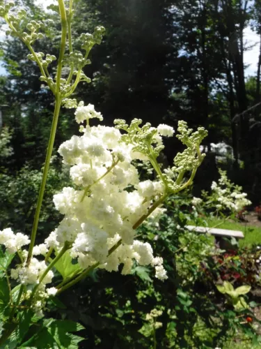 THJAR Filipendula ulmaria, white meadowsweet 25 seeds - €4,11 EUR