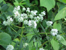 New Hoary Mountain Mint 500 Seeds for Planting - Pycnanthemum incanum Po... - £13.43 GBP