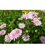 50 Seeds Crepis Pink - $12.45 CAD