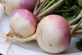 MBK Turnip 20 Vegetable Seeds Bulk Seeds - $9.06