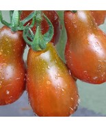 SEPTH Chocolate Pear Tomato Seeds Organic - $7.05