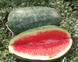 25 Congo Watermelon Seeds Fast Shipping - $8.99