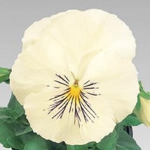 Pansy Seeds Pansy Whiskers White 25 Seeds Viola Seeds Cat Whiskers Fresh Garden - $15.09